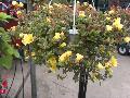 Purslane / Portulaca oleracea 